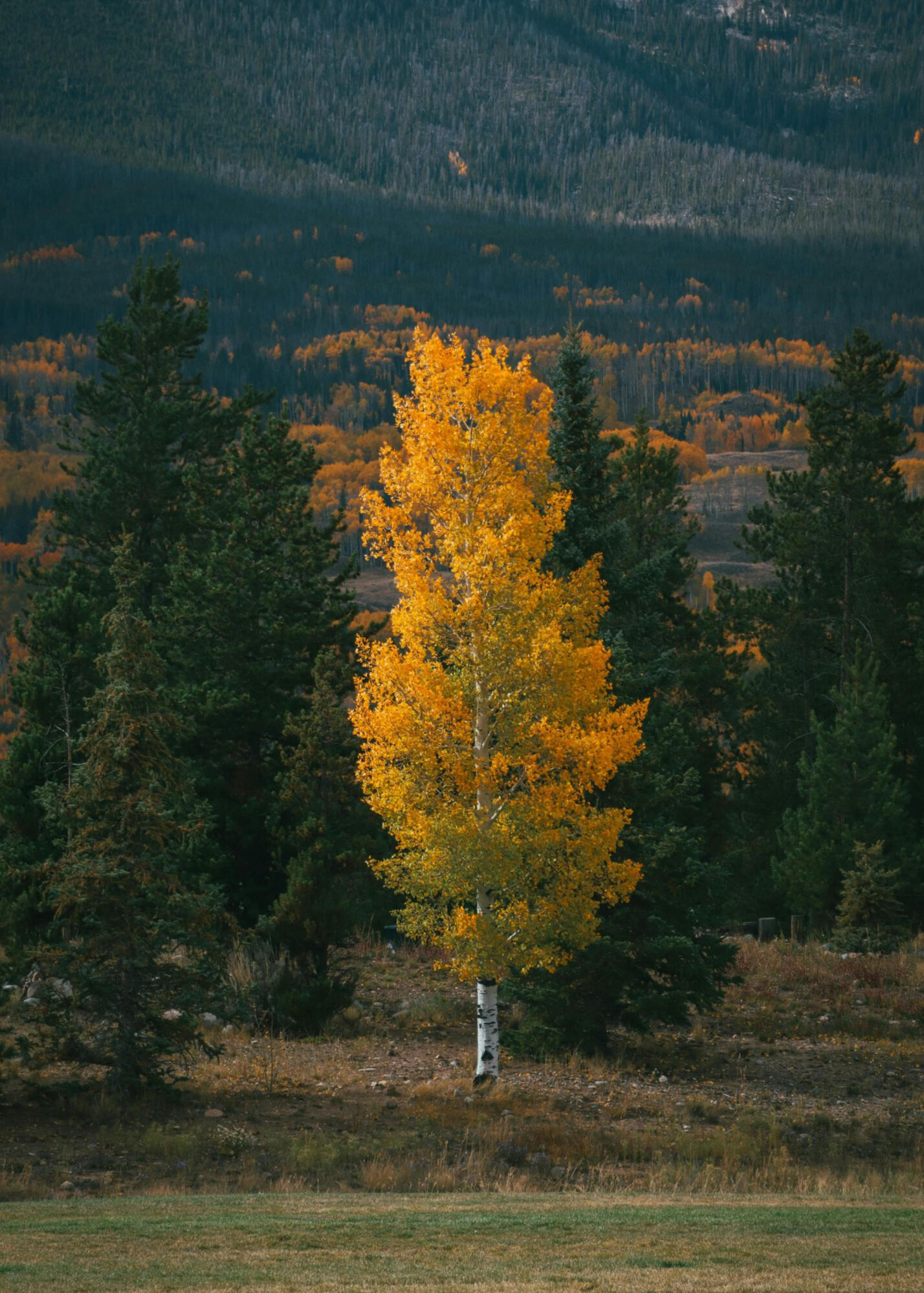 Lone Aspen Co