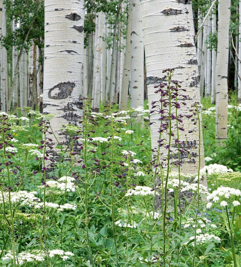 Lone Aspen Co